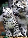 snow_leopard_cub_mom.jpg