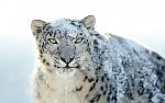 apple-snow-leopard-wallpapers-outed-24.jpg