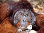 normal_Daydreaming,_Bornean_Orangutan.jpg