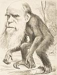 Darwin_ape.jpg